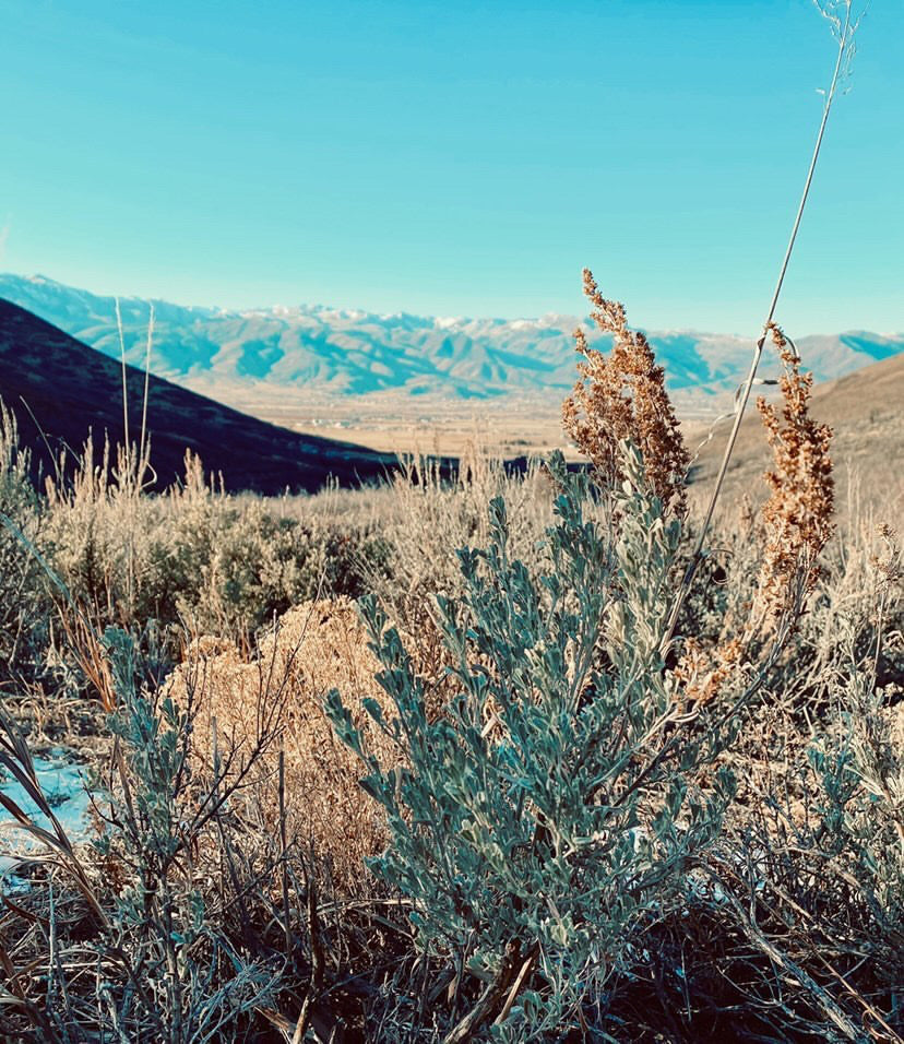 Smudge Stick Collection from Wasatch Herb Co.